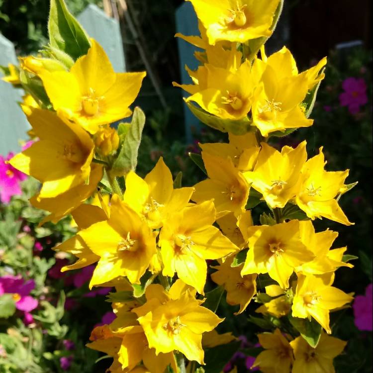 plant image 770241