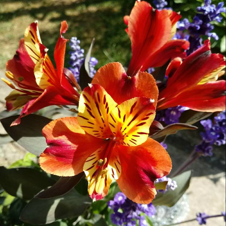 Plant image Alstroemeria 'Teshunte' (Summer Paradise Series) syn. Alstroemeria 'Summer Breeze'