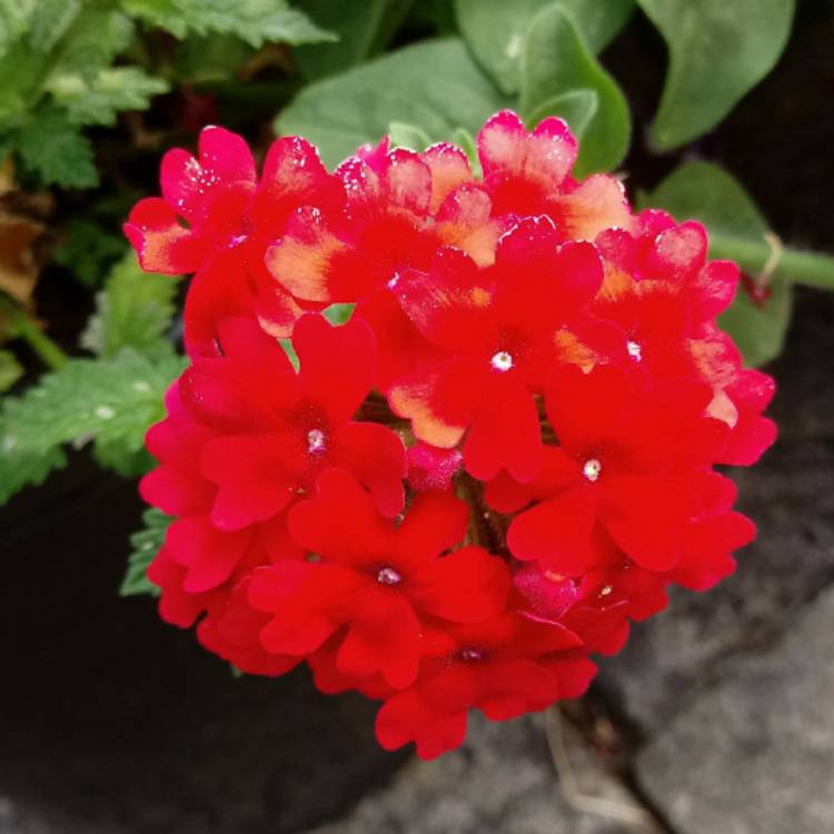 Plant image Verbena 'Magelana Red'