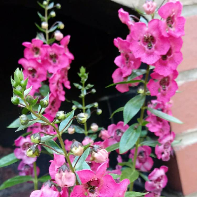 Plant image Angelonia