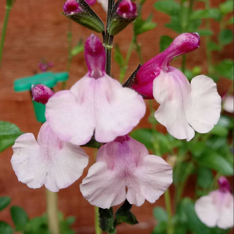 Plant image Salvia microphylla x greggii hybrid 'Dancing Dolls'