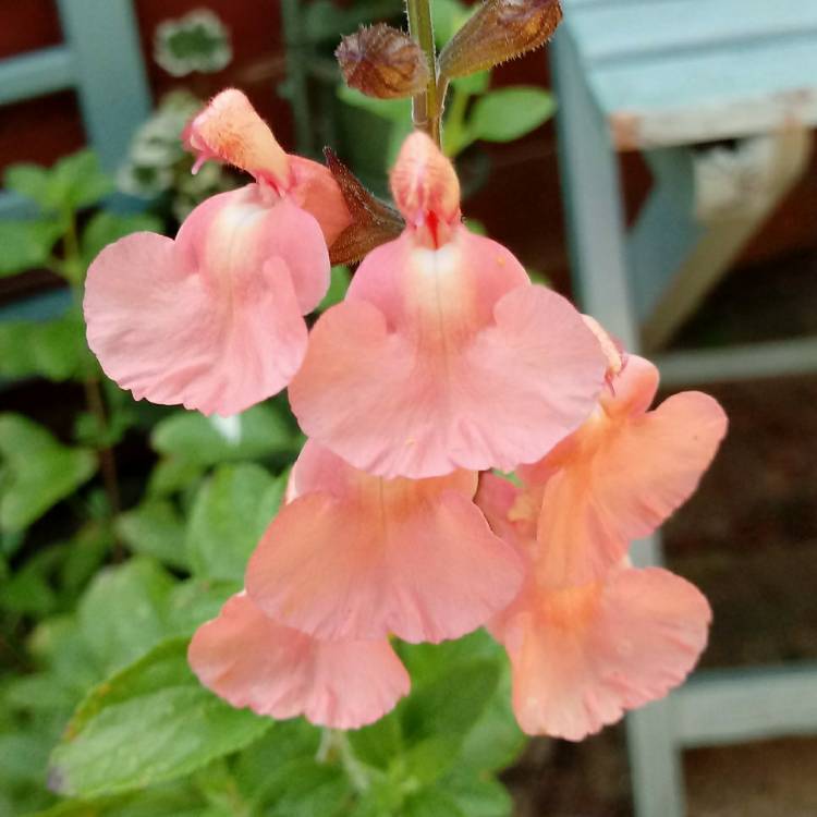 Plant image Salvia greggii 'Salmon Dance'