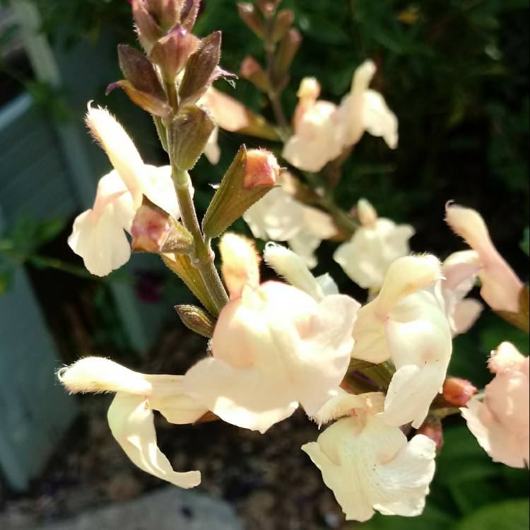 plant image 773788