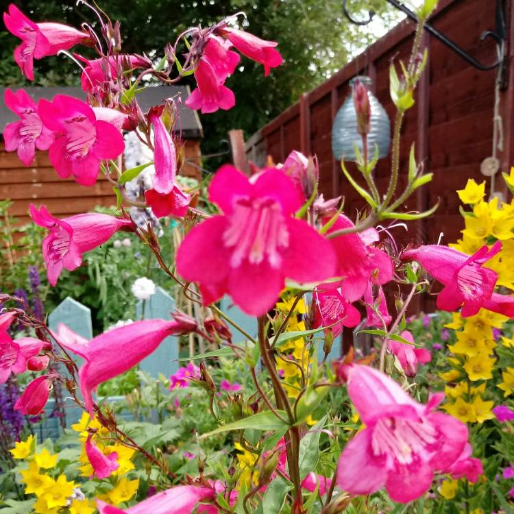 Plant image Penstemon 'Andenken an Friedrich Hahn' syn. Penstemon 'Garnet'