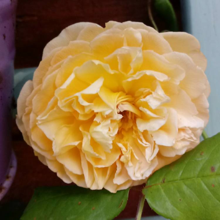 Plant image Rosa 'Auswinter' syn. Rosa 'Crown Princess Margareta'