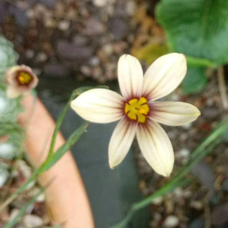 Plant image Sisyrinchium 'Biscutella'