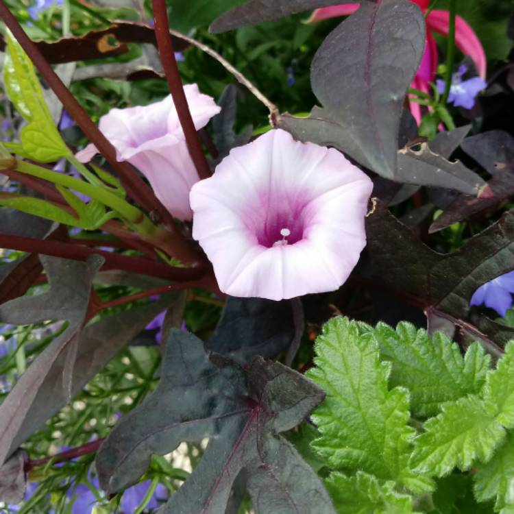 Plant image Ipomoea batatus 'Bright Ideas Black'