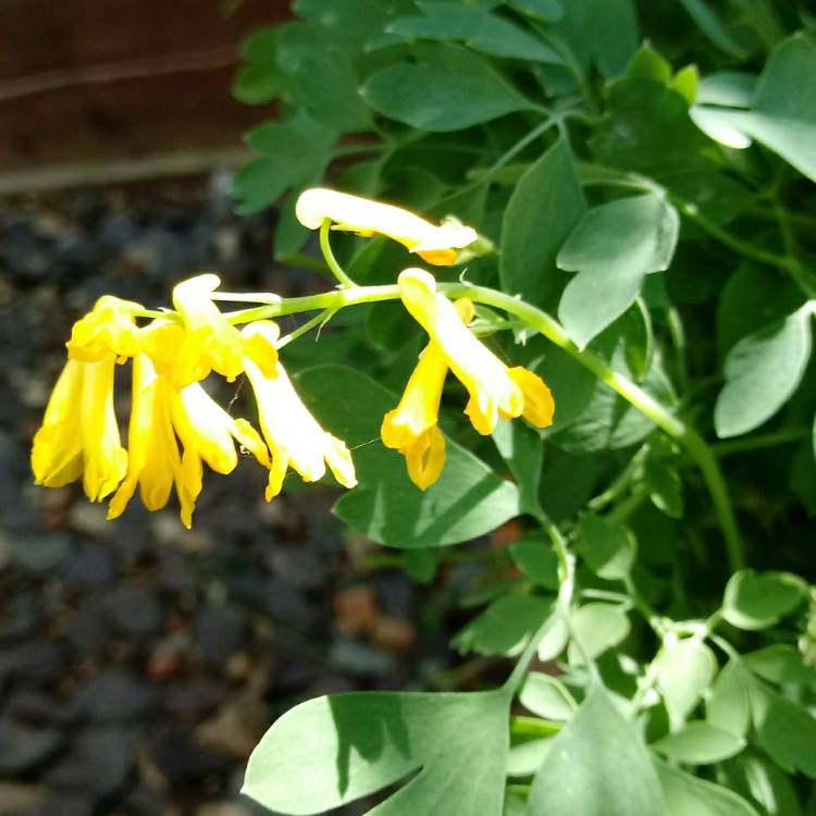 Plant image Pseudofumaria lutea syn. Corydalis Lutea,