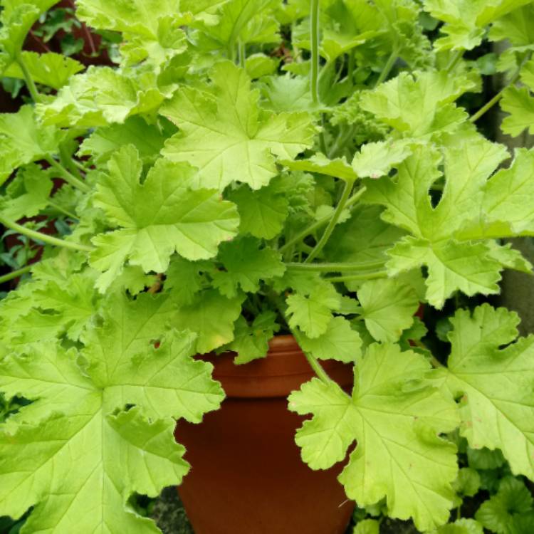 Plant image Pelargonium 'Mosquitaway Eva'