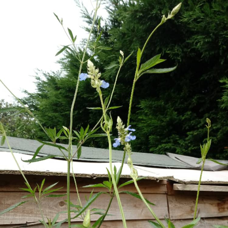 plant image 824337