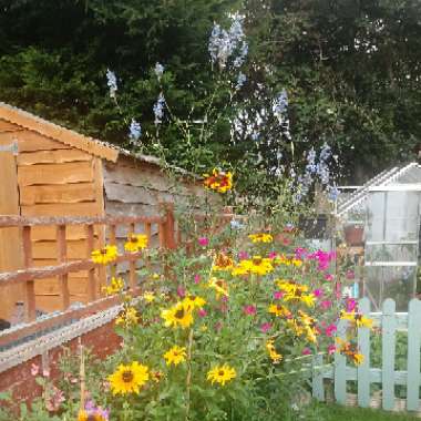 Elita's garden