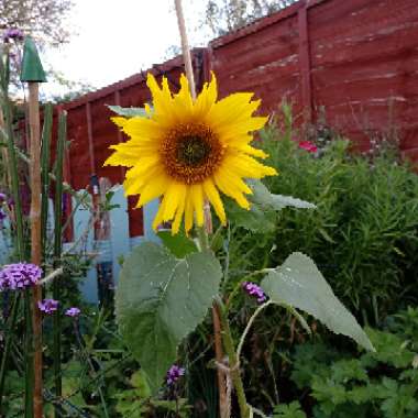Elita's garden