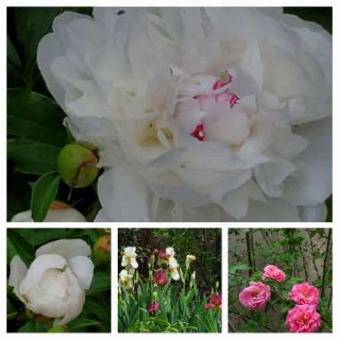 Elizabeth's garden