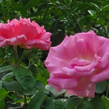 Elizabeth's garden