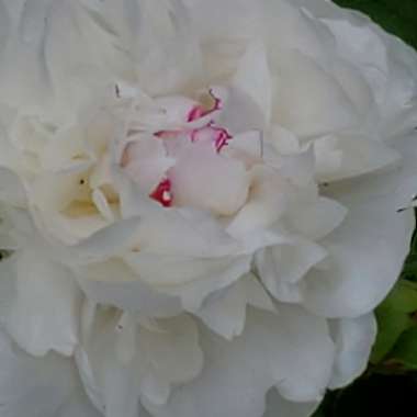 Elizabeth's garden
