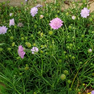 Elizabeth's garden