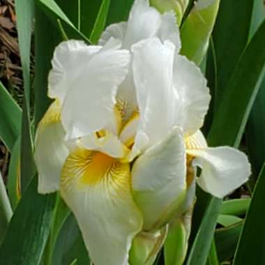 Elizabeth's garden