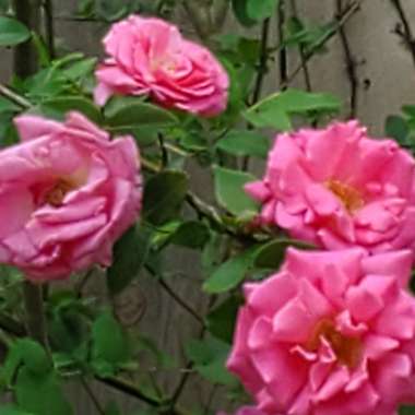 Elizabeth's garden