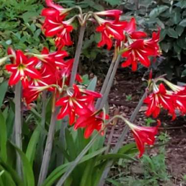 Elizabeth's garden