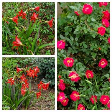 Elizabeth's garden