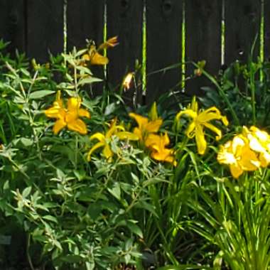 Elizabeth's garden