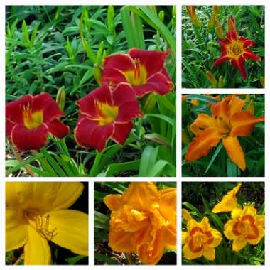 Elizabeth's garden