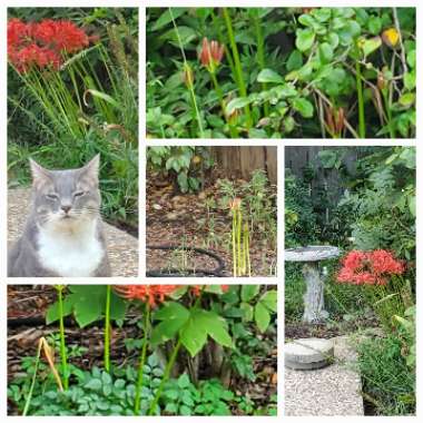 Elizabeth's garden