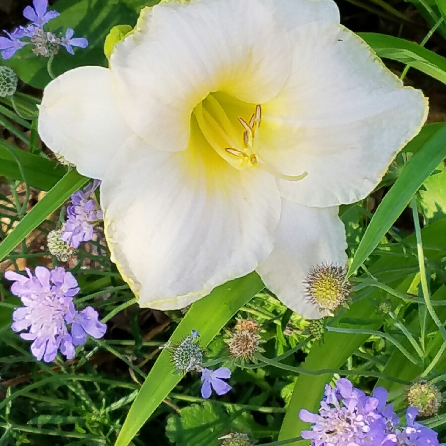 plant image 89074