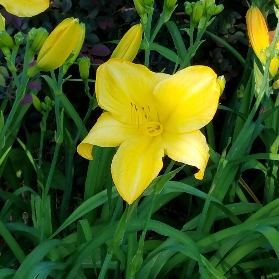 Plant image Hemerocallis 'Bonnie John Seton'