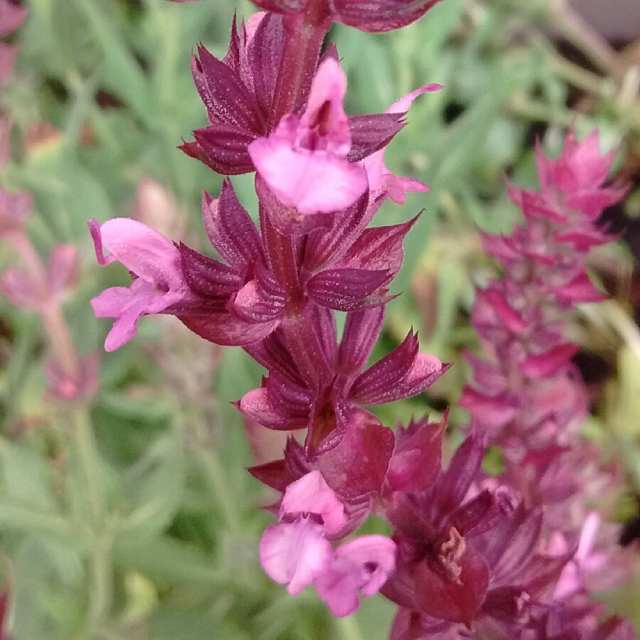 Plant image Salvia x sylvestris 'Rose Queen'