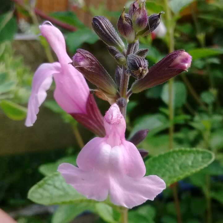 Plant image Salvia x jamensis 'Peter Vigeon'