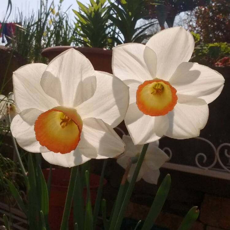 Plant image Narcissus 'High Society'