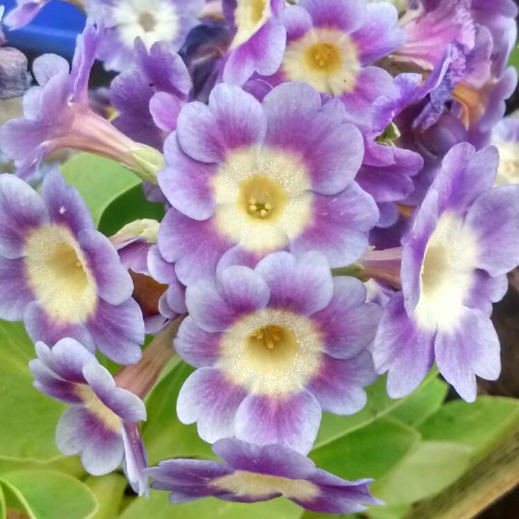Plant image Primula auricula 'Goeblii'