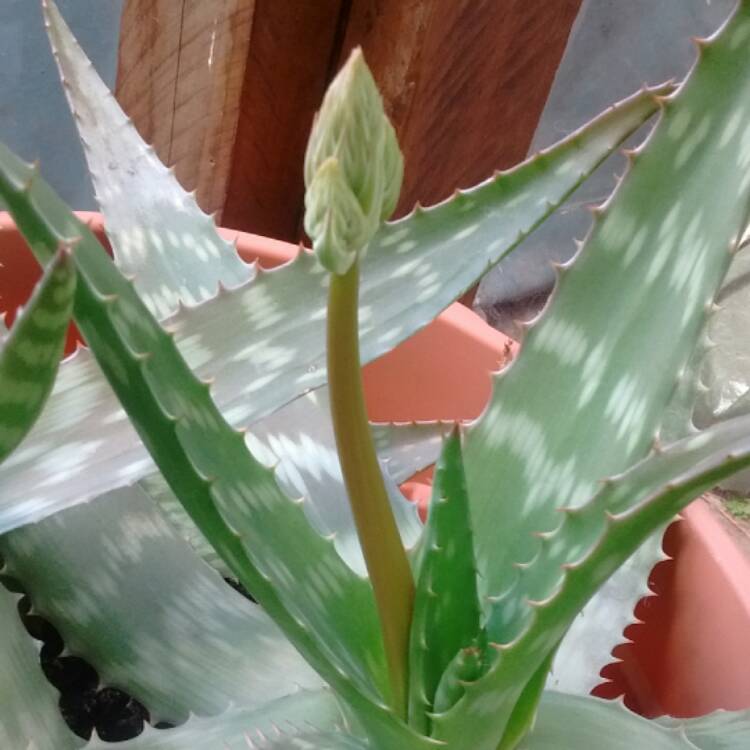 plant image 376360 plant image 376360