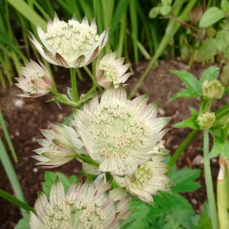 Plant image Astrantia major 'Star of Billion'