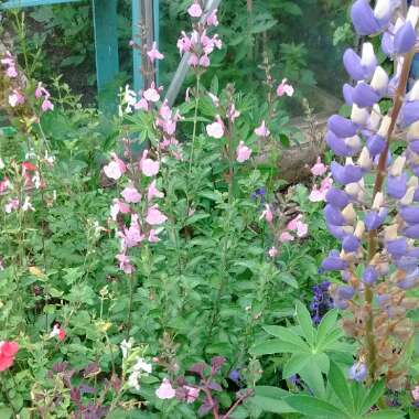 Elkie's garden
