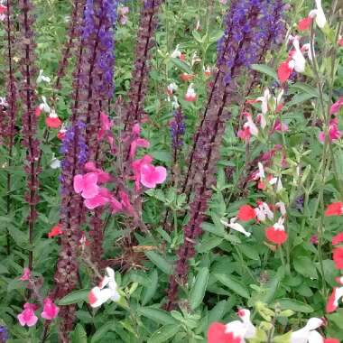 Elkie's garden