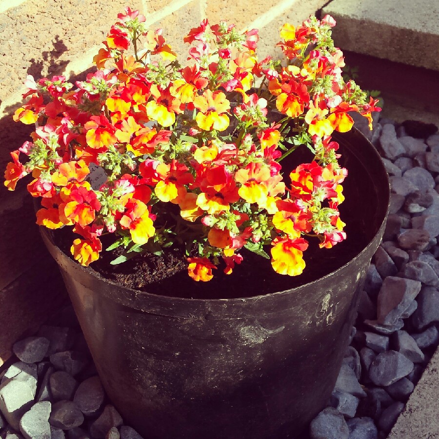 plant image 120836