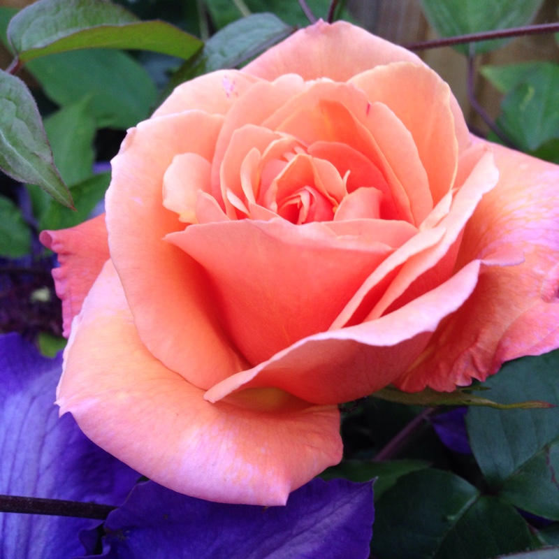 Plant image Rosa 'Schoolgirl'