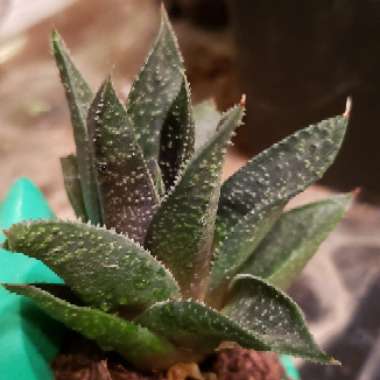 Aristaloe Aristata (formerly Aloe Aristata)