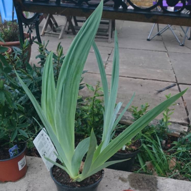 Plant image Iris x germanica 'Stepping Out'