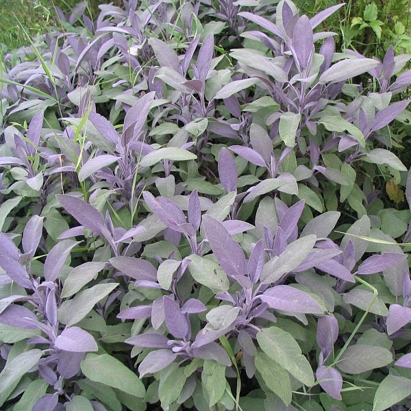 Plant image Salvia officinalis 'Purpurascens'