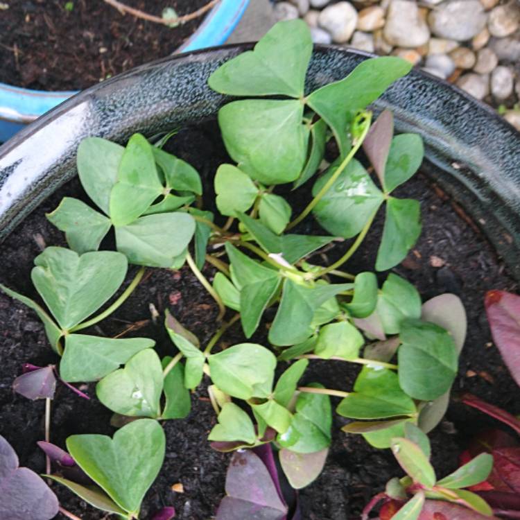 Plant image Oxalis Obtusa 'Amber'