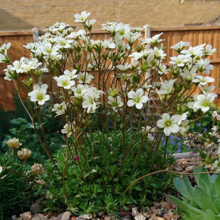 Plant image Saxifraga 'Apple Blossom'