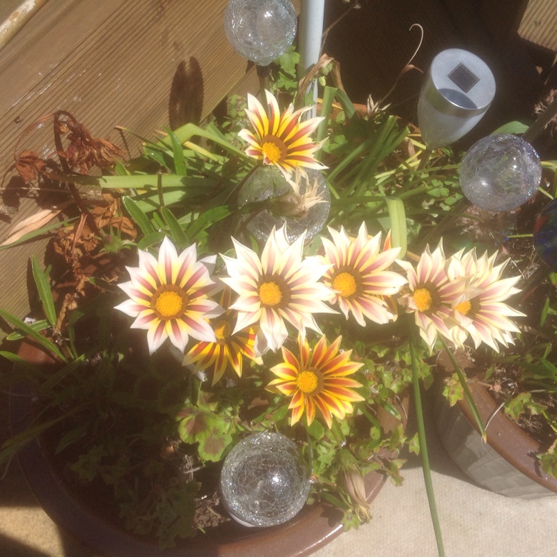 plant image 23711