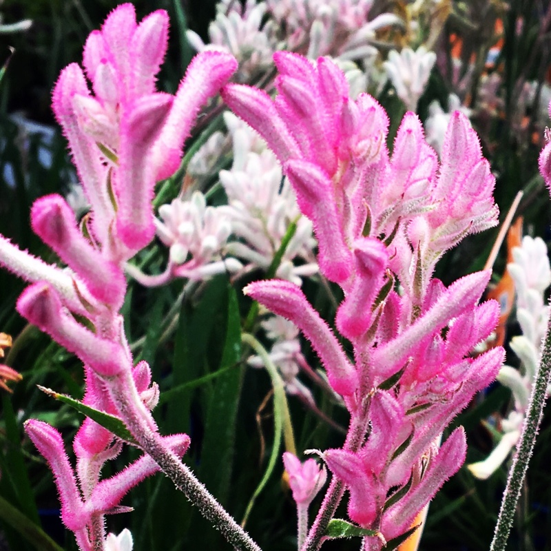 Anigozanthos 'Bush Pearl'