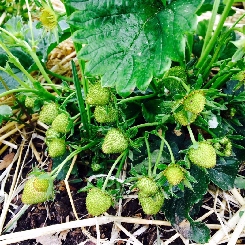 Fragaria x ananassa