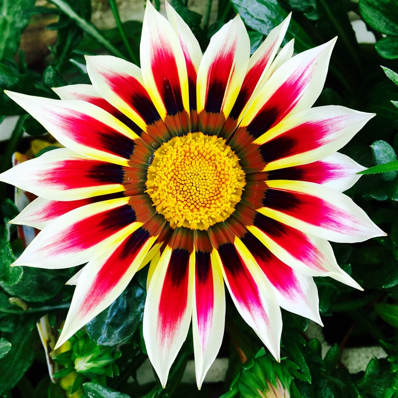 Gazania