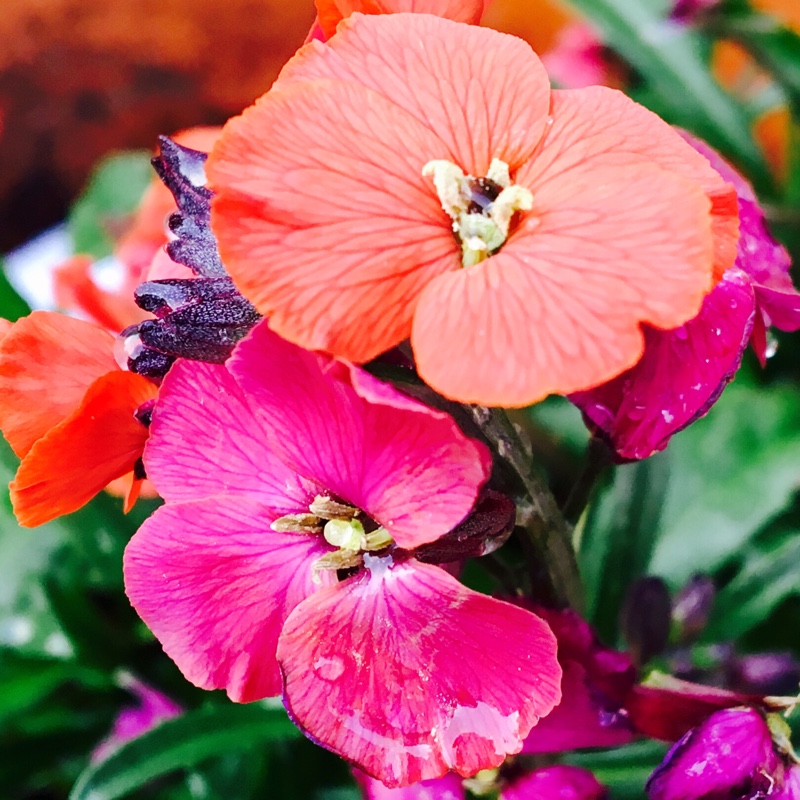 Plant image Erysimum 'Red Jep'