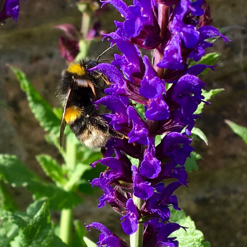 Plant image Salvia nemorosa 'Caradonna'